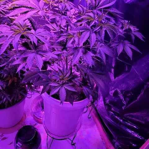 Lil Leary  growlog timeline photo