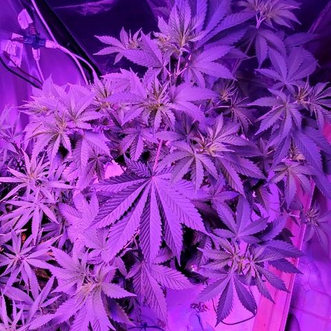 Lil Leary  growlog timeline photo