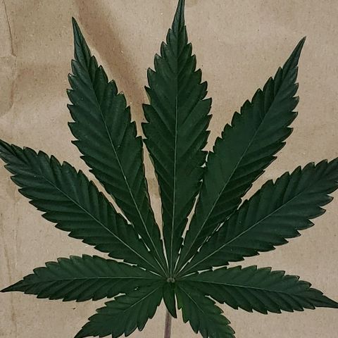 Lil Leary  growlog timeline photo