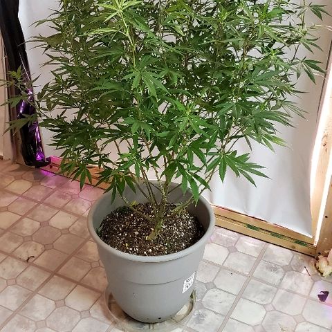 Leia growlog timeline photo