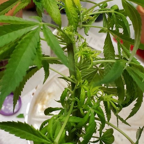 Leia growlog timeline photo