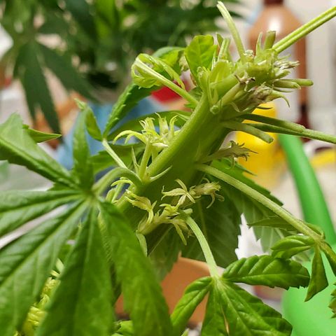 Leia growlog timeline photo
