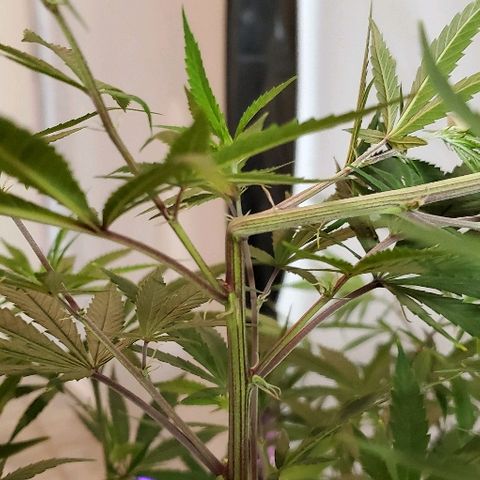 Leia growlog timeline photo