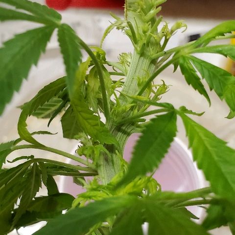 Leia growlog timeline photo
