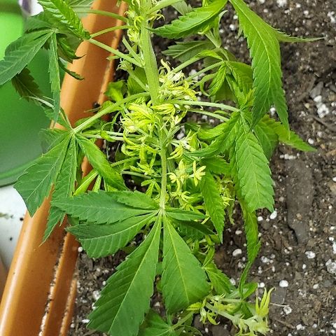Leia growlog timeline photo