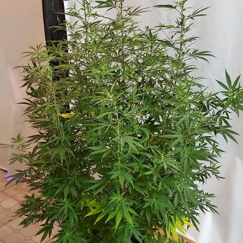 Leia growlog timeline photo