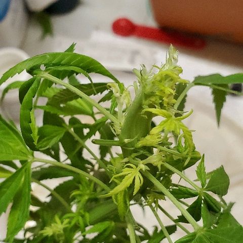 Leia growlog timeline photo