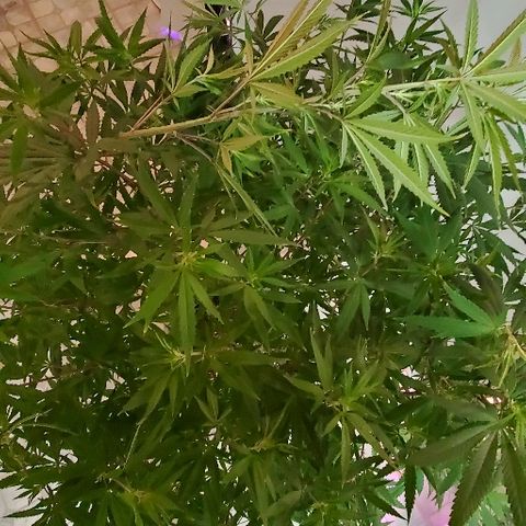 Leia growlog timeline photo