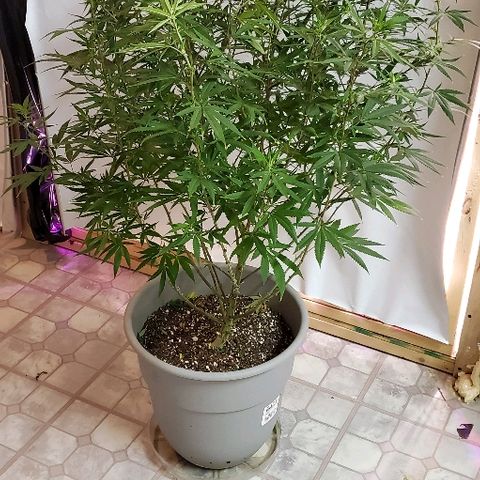 Leia growlog timeline photo
