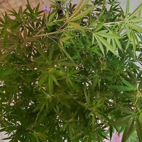 Leia growlog timeline photo