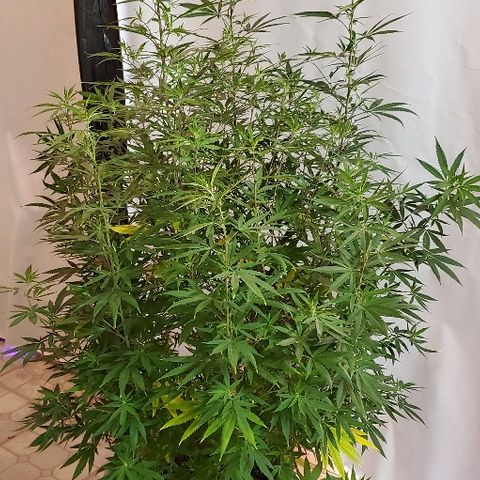 Leia growlog timeline photo