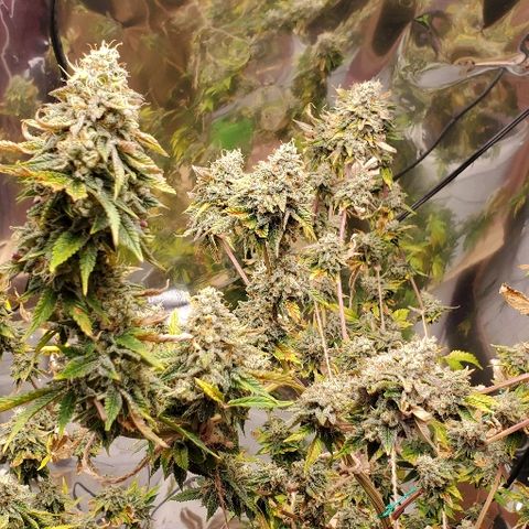 Durbie growlog timeline photo