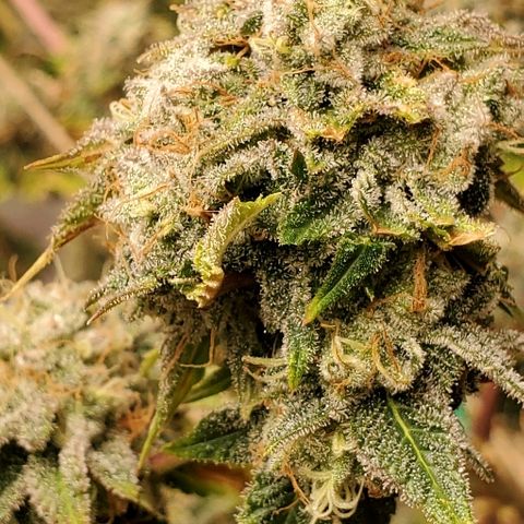 Durbie growlog timeline photo
