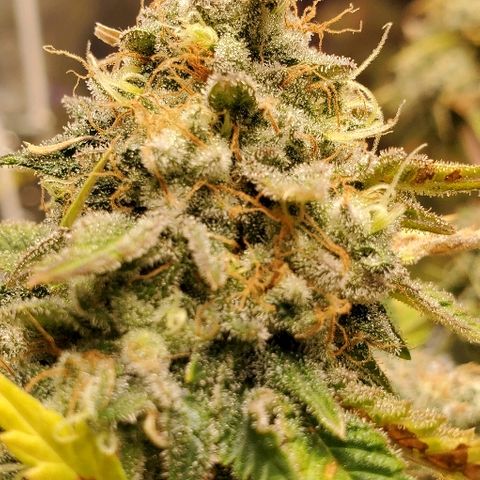 Durbie growlog timeline photo