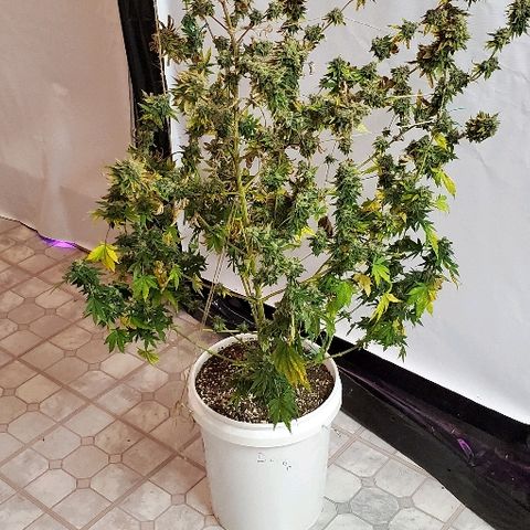 Durbie growlog timeline photo