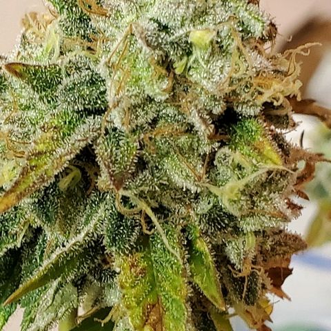 Durbie growlog timeline photo