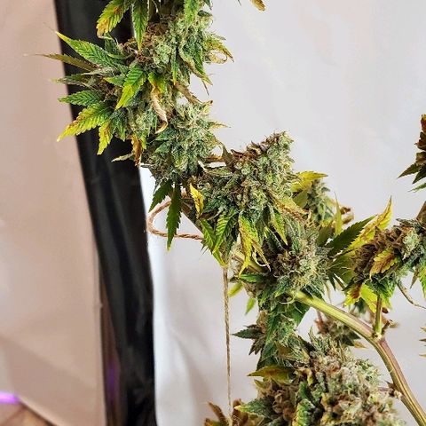 Durbie growlog timeline photo