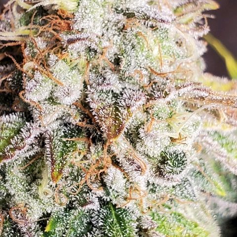 Durbie growlog timeline photo