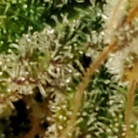 Durbie growlog timeline photo