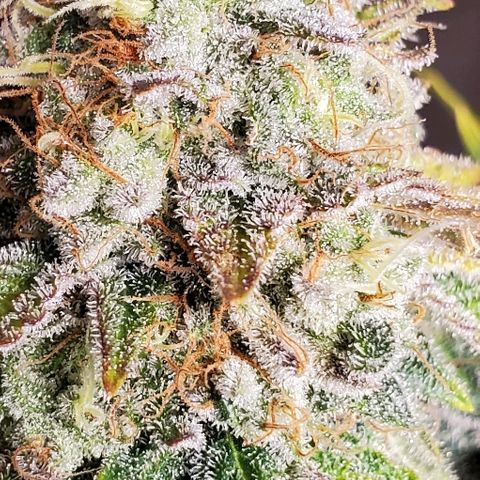 Durbie growlog timeline photo