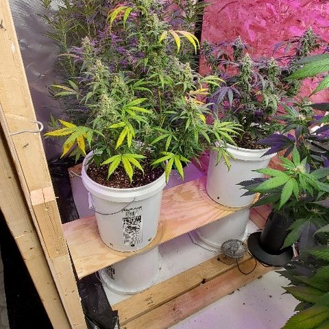 Leia growlog timeline photo
