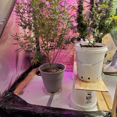 Leia growlog timeline photo