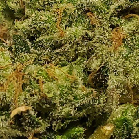 Durbie growlog timeline photo