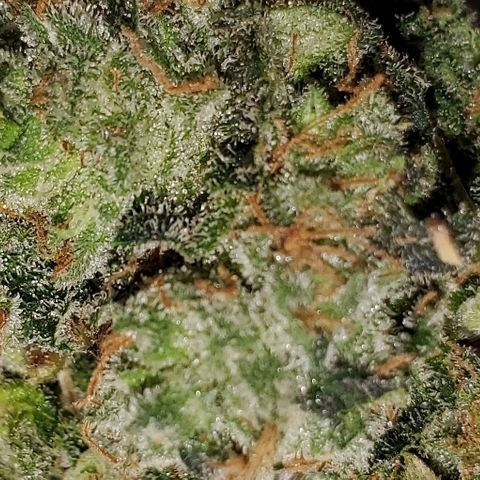 Durbie growlog timeline photo