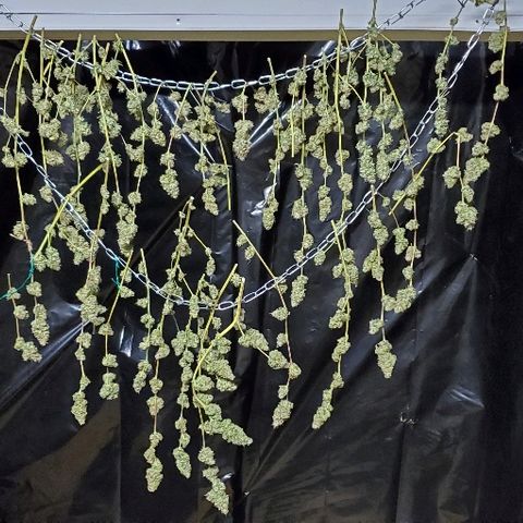 Durbie growlog timeline photo