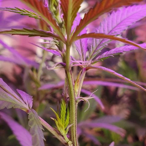 Leia growlog timeline photo