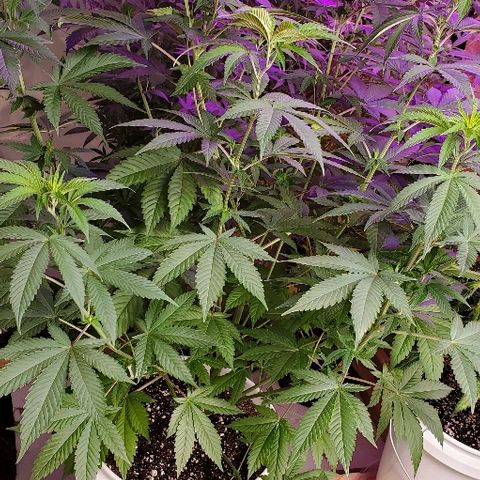 Lil Leary  growlog timeline photo