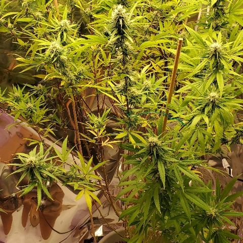 Leia growlog timeline photo