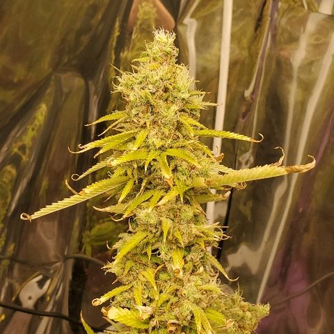 Leia growlog timeline photo