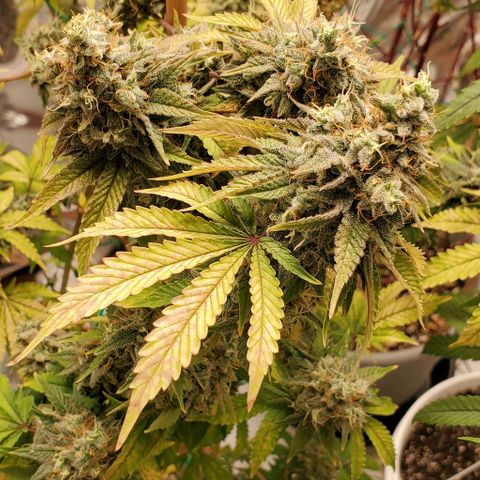 Lil Leary  growlog timeline photo