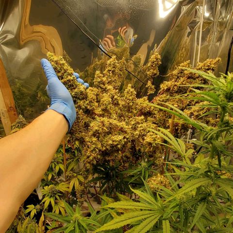 Leia growlog timeline photo