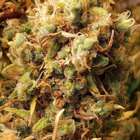 Leia growlog timeline photo