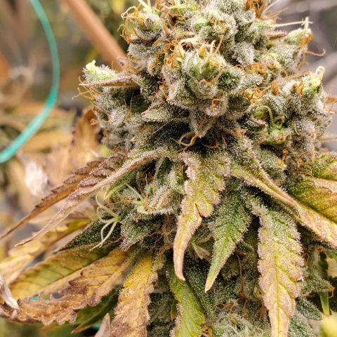 Lil Leary  growlog timeline photo