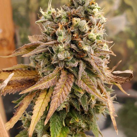 Lil Leary  growlog timeline photo