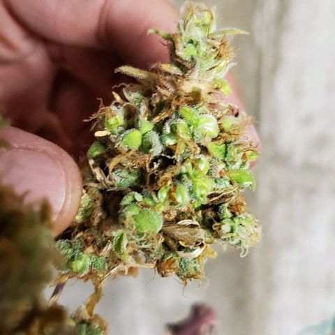 Leia growlog photo: She apparently hermied late into flower