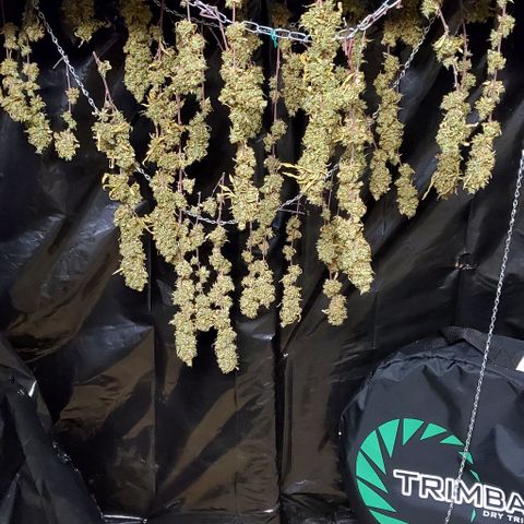 Leia growlog photo: She apparently hermied late into flower