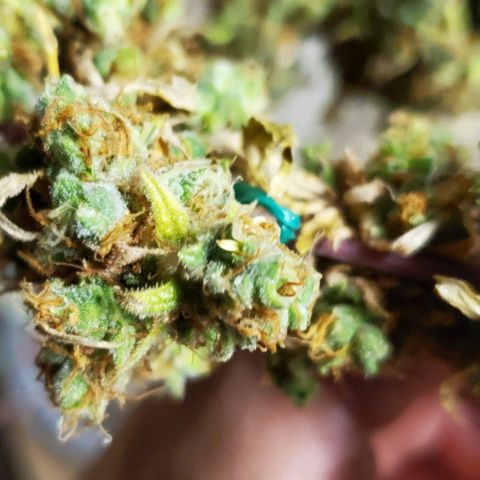 Leia growlog photo: She apparently hermied late into flower