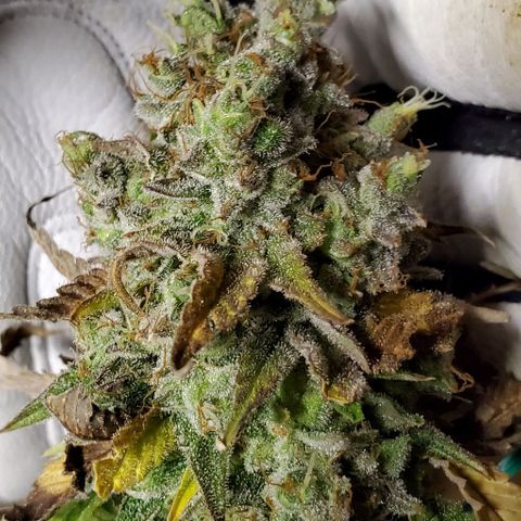 Lil Leary  growlog timeline photo