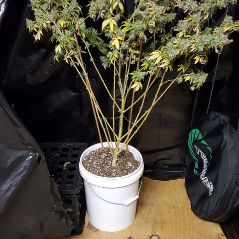 Lil Leary  growlog timeline photo