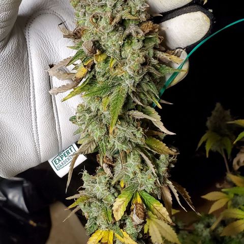 Lil Leary  growlog timeline photo
