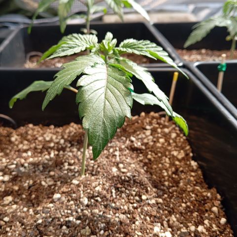 🟡Pheno 1 growlog photo: Starting to come back stronger after the transplant 💪
