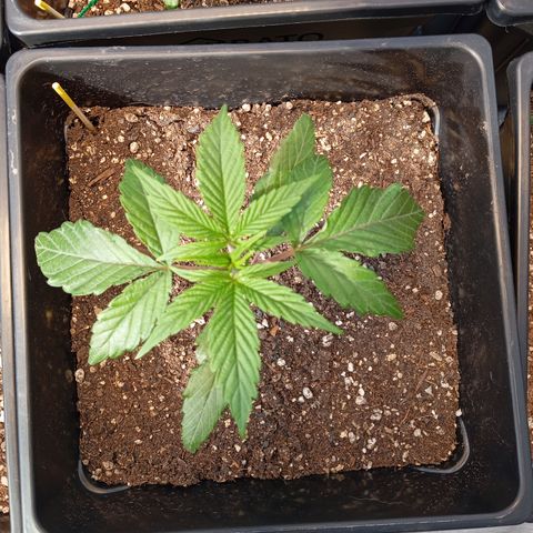 🟡Pheno 2 growlog photo: Looking good transplant stress is fading 