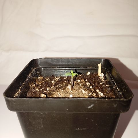 Pheno Run 1 2024 growlog photo: Sum photos of seedlings looking happy 😊