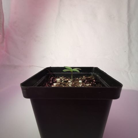 Pheno Run 1 2024 growlog photo: Sum photos of seedlings looking happy 😊