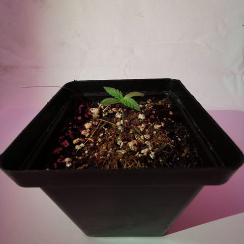 Pheno Run 1 2024 growlog photo: Sum photos of seedlings looking happy 😊