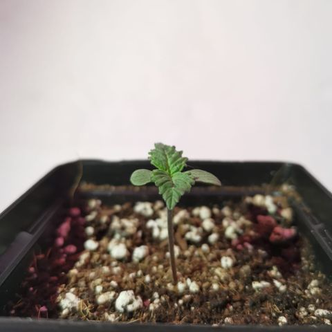 Pheno Run 1 2024 growlog photo: Sum photos of seedlings looking happy 😊